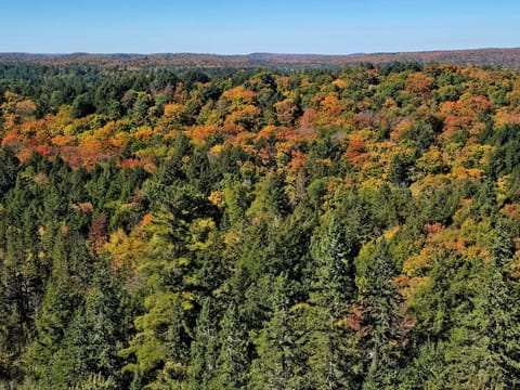 A high view over unbroken forest canopy, dark conifers standing among patches of orange and red maple, with low hills on the horizon