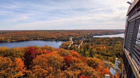 A wide view over rolling forest canopy in red, orange and green with a lake and low hills on the horizon